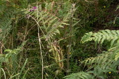 Cirsium palustre