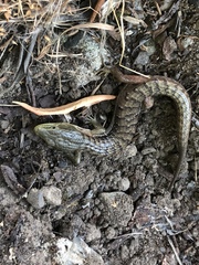 Elgaria multicarinata scincicauda