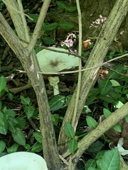 Agaricus placomyces