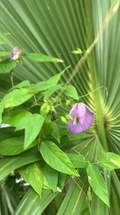 Centrosema virginianum