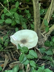 Agaricus placomyces