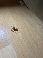 Dysdera crocata