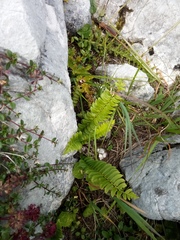 Polystichum lonchitis