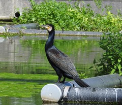 Phalacrocorax carbo