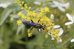 Sphex flavovestitus