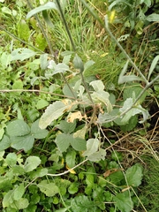 Erysiphe cruciferarum