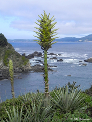 Puya chilensis
