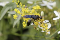 Sphex flavovestitus