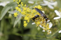 Sphex flavovestitus