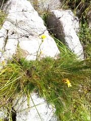 Jacobaea abrotanifolia