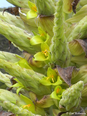 Puya chilensis