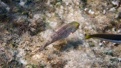 Sparisoma cretense