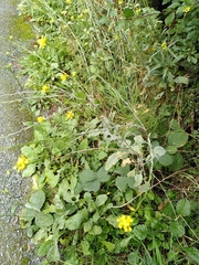 Erysiphe cruciferarum