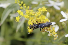 Sphex flavovestitus
