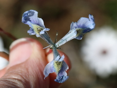 Moraea tripetala