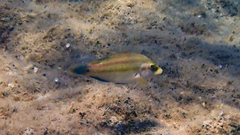 Symphodus tinca