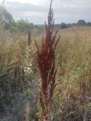 Rumex pseudonatronatus