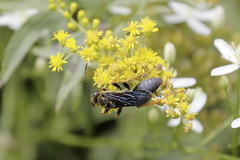Sphex flavovestitus