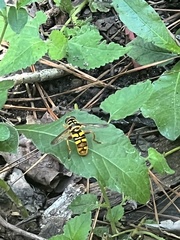 Milesia virginiensis