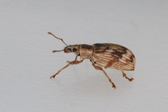 Polydrusus tereticollis