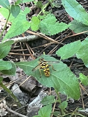 Milesia virginiensis