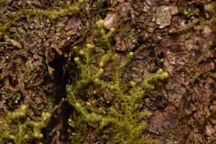 Ptilidium pulcherrimum