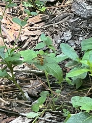 Milesia virginiensis