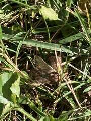 Nomophila nearctica