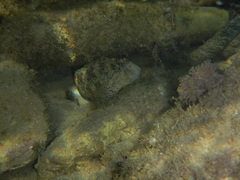 Parablennius sanguinolentus
