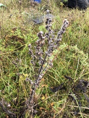 Cynoglossum officinale