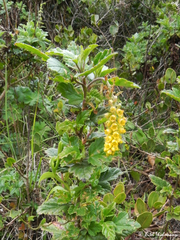 Ribes punctatum