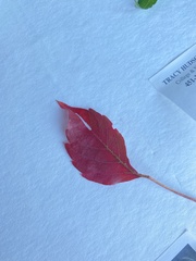 Parthenocissus quinquefolia