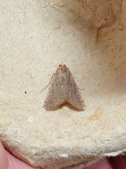 Elophila gyralis