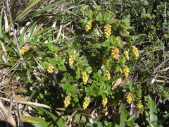 Ribes punctatum