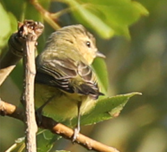 Vireo philadelphicus