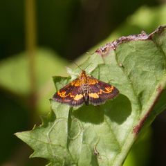 Pyrausta orphisalis