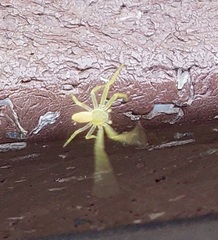 Philodromus rufus
