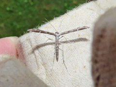 Hellinsia inquinatus