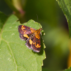 Pyrausta orphisalis