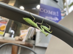 Stagmomantis