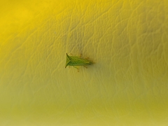 Stictocephala bisonia