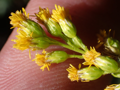 Solidago elongata