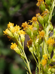 Solidago elongata