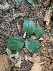 Prosartes smithii