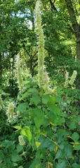Agastache
