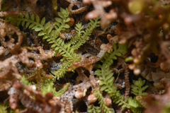 Douinia ovata