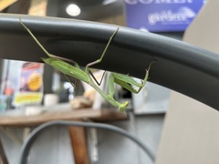 Stagmomantis