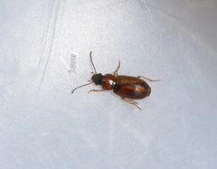 Acupalpus flavicollis