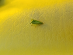 Stictocephala bisonia