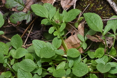 Valeriana sitchensis